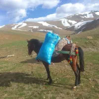 اسب جوان|اسب و تجهیزات اسب‌سواری|دیواندره, |دیوار