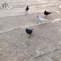 فروش کبوتر10عدد|پرنده|یاسوج, |دیوار