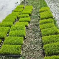 ۳۲عددباکس آماده نشا