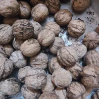 گردوی ارگانیک امسال.منطقه کردان کرج.محصول باغ شخصی|خوردنی و آشامیدنی|تهران, سید خندان (جلفا)|دیوار