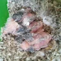 جوجه سهره قناری ابلغ