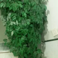 بلسنقدید|گل مصنوعی|شاهرود, |دیوار