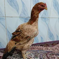 مرغ لاری افغان اصیل