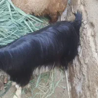 یک عدد بوز ماد جوان فروشی|حیوانات مزرعه|بندر امام خمینی, |دیوار