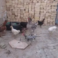 مرغ و خروس وجوجه