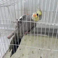 عروس هلندی خاکستری گمشده محدوده عظیمیان امیرشاهی