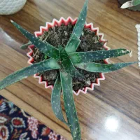 گلهای کاکتوس|گل و گیاه طبیعی|رشت, حافظ آباد|دیوار