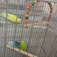 پرنده مرغ عشق