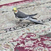 عروس هلندی سوت زن|پرنده|تهران, صاحب الزمان|دیوار