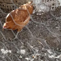 مرغ تخم گذار