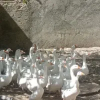 فروش قو غاز  اکراینی اصل