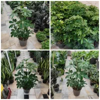 شفلرا آمستل برگ عبایی زاموفیلیا فیکوس استند پتوس|گل و گیاه طبیعی|قم, ولیعصر|دیوار