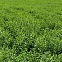 یونجه|خدمات باغبانی و درختکاری|بیستون, |دیوار