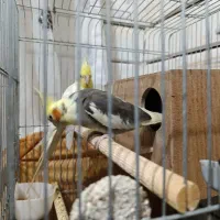 عروس هلندی مولد|پرنده|پیشوا, |دیوار