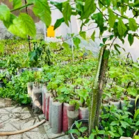 نهال انگور موندراپ و گل آپارتمانی