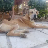 سگ سراب  کانگال خالص