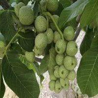 فروش باغ  قنات طاووس جیان