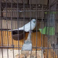 مرغ عشق نر