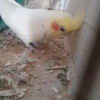 پرنده زینتی عروس هلندی