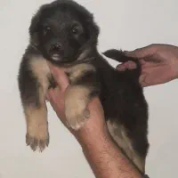 توله ژرمن شولاین ماده هست|سگ|تهران, جوادیه|دیوار