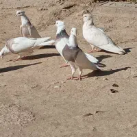 کفتر طوقی|پرنده|قلقل رود, |دیوار