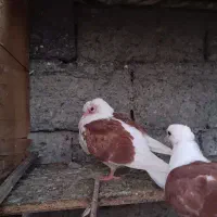 یک جفت کبوتر دوکتی جوجه