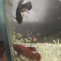 ماهی فایتر نر و ماده|ماهی|مشهد, رضاشهر|دیوار