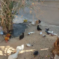 فروش مرغ وکبوتر|پرنده|خورموج, |دیوار