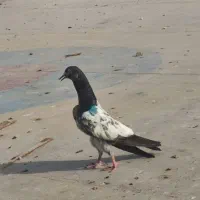 120