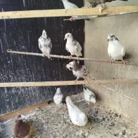 کبوتر پرشی جوجه کار 11تا|پرنده|قم, دورشهر|دیوار