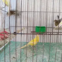 جوجه قناری ۳ ماهه