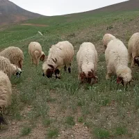 میش جوان میش و بره داشتی