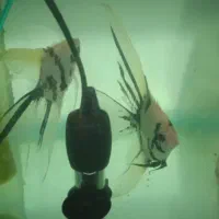 ماهی آنجل مولد