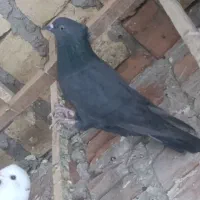 کفتر