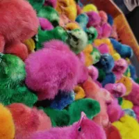 جوجه رنگی عمده|حیوانات مزرعه|مشهد, شهید احمدی روشن|دیوار