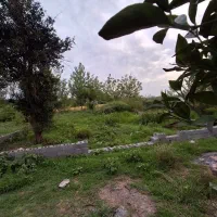 زمین-پروانه-دار-کوچصفهان