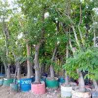 جا‌به‌جایی و فروش تخصصی درخت و نهال و گل و گیاه|خدمات باغبانی و درختکاری|تهران, اتابک|دیوار