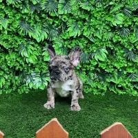 فرنچ بولداگ رنگ بولو مرله ...بولداگ