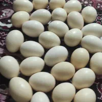 تخم مرغ محلی تازه