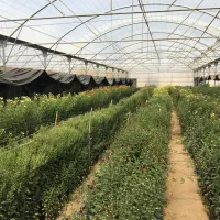 سازه گلخانه ۱۳۰۰ متری-اسکلت سالم