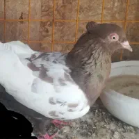 کفتر|پرنده|قائن, |دیوار
