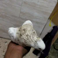 طوقی|پرنده|تهران, آذربایجان|دیوار