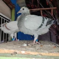 جوجه کبوتر مسافتی|پرنده|آبپخش, |دیوار