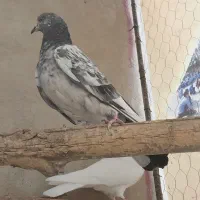 چند عدد کفتر|پرنده|قروه, |دیوار