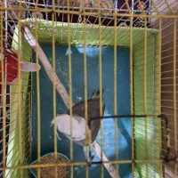 عروس هلندی وایت فیس|پرنده|قرچک, داوود آباد|دیوار