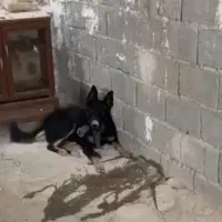 واگذاری|سگ|اندیشه, اندیشه فاز ۱|دیوار