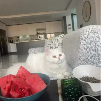 گربه پرشین اسکاتیش