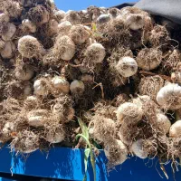 سیر مغان