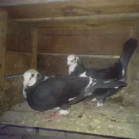 پلاکی نسل مسافت بلند