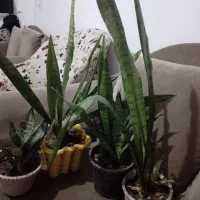 ۴عددگل شاداب|گل و گیاه طبیعی|لنگرود, |دیوار